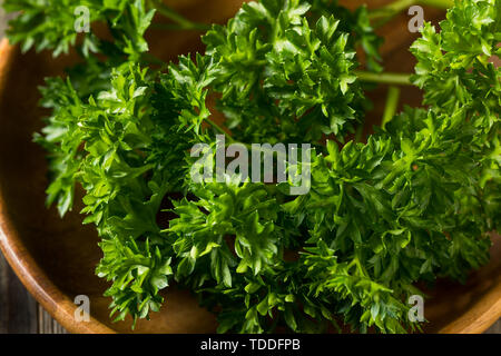 Raw Green Organic Curly Parsley in a Bunch Stock Photo