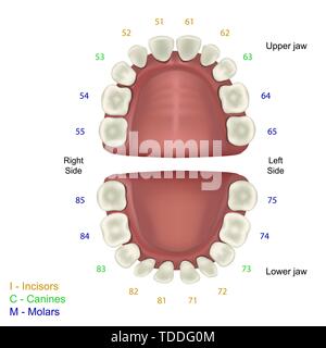 Milk tooth medical illustration, fdi tooth scheme infographic Stock Vector