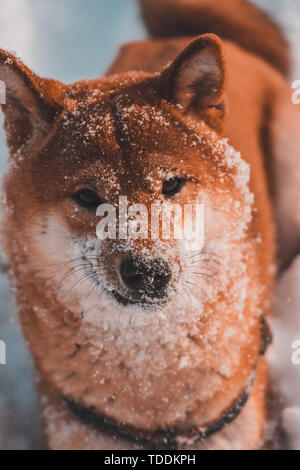 Red Dog shiba-inu walks in the frost, snow on the wool. Stock Photo