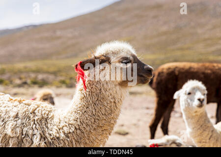 Llamas, Lama glama, in the Reserva Nacional de Salinas y Aguada Blanca, Arequipa, Peru, Stock Photo