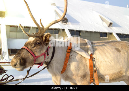 Symbol of Christmas - reindeer pulled in a sleigh with beautiful horns standing on the snow on a Sunny winter day Stock Photo