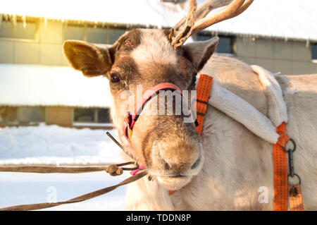 Christmas symbol - a deer with one horn, harnessed to a sleigh, standing in the snow on a Sunny winter day, close-up Stock Photo