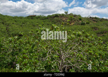 Cultivation of important ingredient of Italian cuisine, plantation of pistachio trees with ripening pistachio nuts near Bronte, located on slopes of M Stock Photo