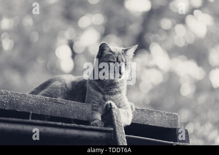 Gray cat resting on old wooden roof. Black and white toned image. Stock Photo