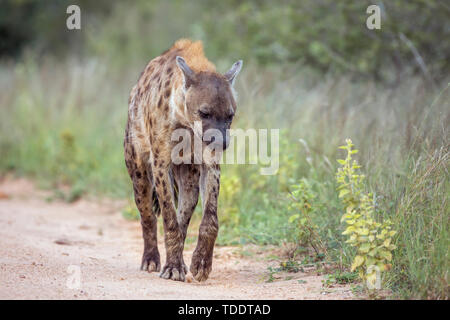 Spotted hyaena walking on safari dirt road in Kruger National park, South Africa ; Specie Crocuta crocuta family of Hyaenidae Stock Photo