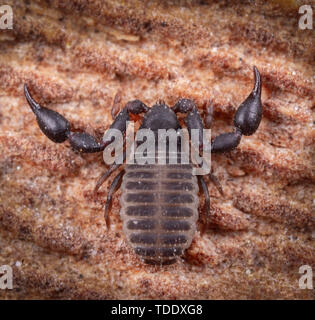 Extreme macro photography of pseudo scorpion at brown wood Stock Photo