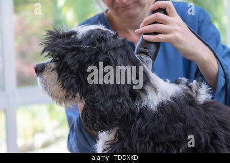 Side view of grooming the neck of the American Cocker Spaniel Dog by Electric Hair Cutting Machine. All potentional trademarks are removed. Stock Photo