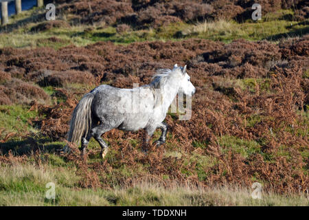 Horse trotting across the Long Mynd in the Shropshire Hills, UK Stock Photo