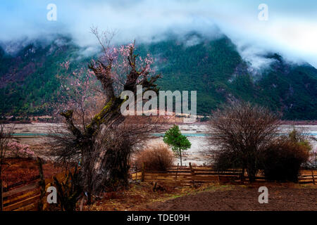 Tibetan Nyingzhi peach blossoms bloom in March Stock Photo