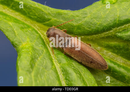 Click Beetle (Agriotes oblongicollis) Stock Photo