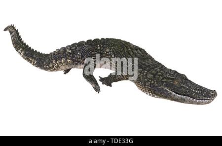 A reference image 3D illustration alligator isolated on white ...