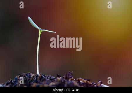 Growing your life, wealth, business, financial concept. A growth sprout on good soil with sun light and space for text design. Stock Photo