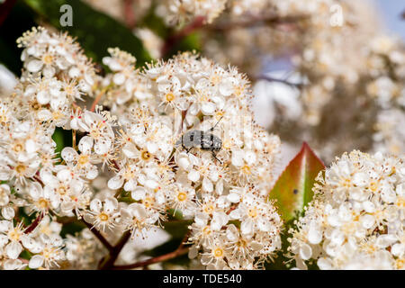 Oxythyrea funesta eating pollen of white flowers, Ventiseri, Corsica, France Stock Photo
