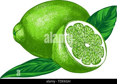 fruit lime with leaves isolated on white background color vector illustration Stock Vector