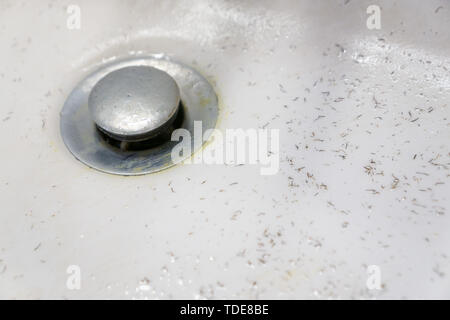 White dirty wash sink basin showing grungy drain with bits of hair. The stopper plug is a filthy nasty gross disgusting chrome stainless steel materia Stock Photo