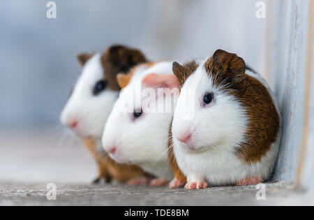 Three guinea pigs / Dutch rats / Dutch pigs / guinea pigs looking in the same direction Stock Photo