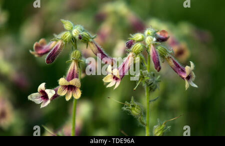 Rehmannia raw medicinal material Stock Photo