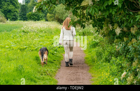 River Tyne path, East Lothian, Scotland, United Kingdom, 15th June 2019. UK Weather: Tyne River path with lush vegetation and a young woman walking a German Shepherd Alsatian dog Stock Photo