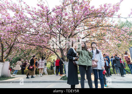 On March 31, cherry blossoms on both sides of Cherry Blossom Avenue at the China University of Science and Technology in Hefei, Anhui Province, entered full bloom, attracting countless tourists to enjoy the flowers. Stock Photo