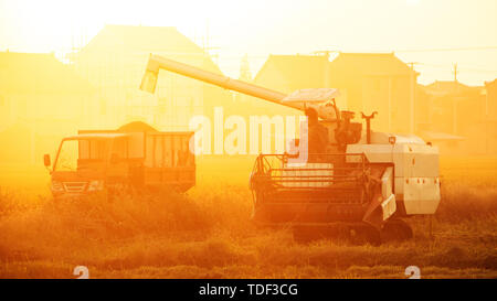 combine harvester working in ripe rice field near village Stock Photo