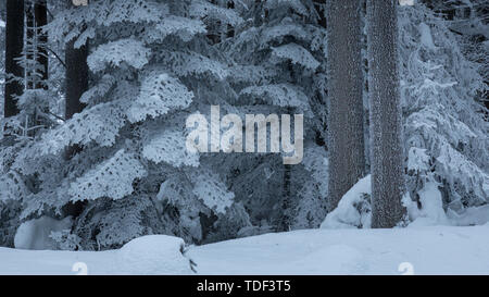 Winter Forest in Lower Austria, Waldviertel, Austria Stock Photo