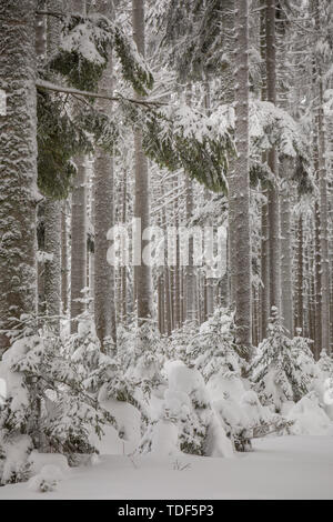 Winter Forest in Lower Austria, Waldviertel, Austria Stock Photo