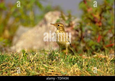 Paddyfield pipit or Oriental pipit, Anthus rufulus, standing on grass ground, Pune, Maharashtra, India. Stock Photo
