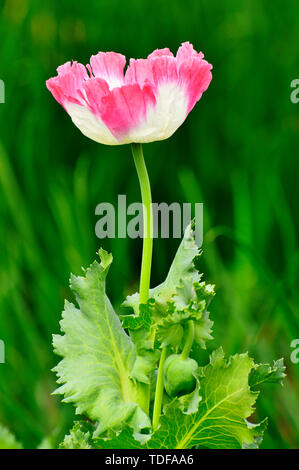 Pink poppy flower on green background near Pune, Maharashtra, India. Stock Photo