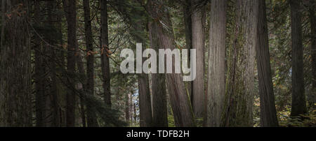 Old Growth Forest, Giant Cedars Boardwalk Trail, Revelstoke, Mount Revelstoke Nationalpark, British Columbia, Canada Stock Photo