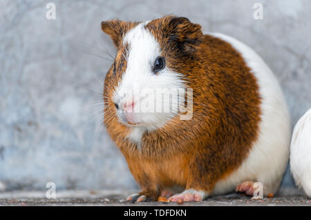 A fat Dutch pig. Stock Photo