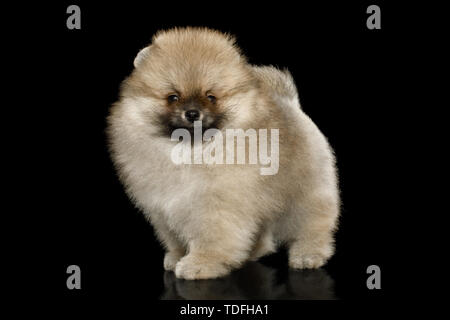 Groomed miniature Pomeranian Spitz puppy Standing on black isolated background, side view Stock Photo