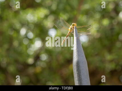 Dragon fly in macro on top of steel spike of fencing Stock Photo