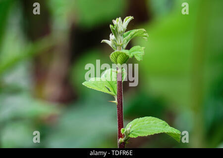 Ziziphus mauritiana, also known as Chinese date, China apple, jujube, Indian plum tree, Indian jujube, Growing Plants Stock Photo