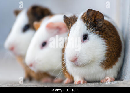 Three guinea pigs / Dutch rats / Dutch pigs / guinea pigs looking in the same direction Stock Photo