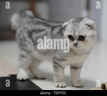 Fold-ear cat kitten cub Stock Photo