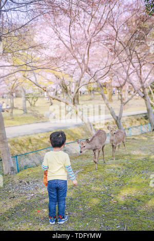 Nara park fawn cherry blossom Stock Photo - Alamy
