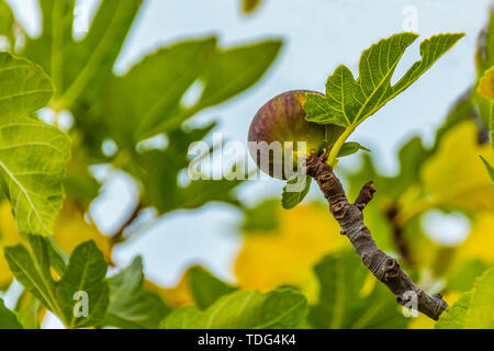 ipe fig on the tree, close up, soft focus. Stock Photo
