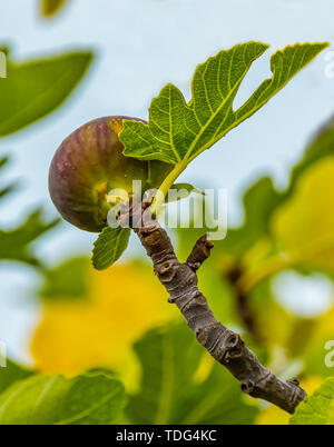 ipe fig on the tree, close up, soft focus. Stock Photo