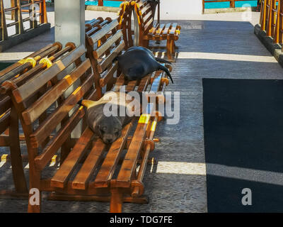 two sea lions resting on a bench at the marina in puerto ayora in the galapagos islands, ecuador Stock Photo