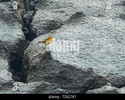 yellow warbler foraging food on rocky shoreline of isla south plazas in the galapagos islands, ecuador Stock Photo