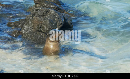 a young sea lion swimming at a beach on south plazas island in the galapagosislands, ecuador Stock Photo