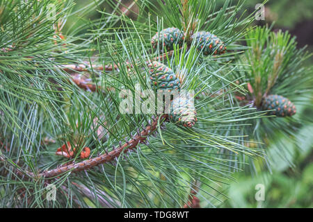 Young and green cones on pine branches. Stock Photo