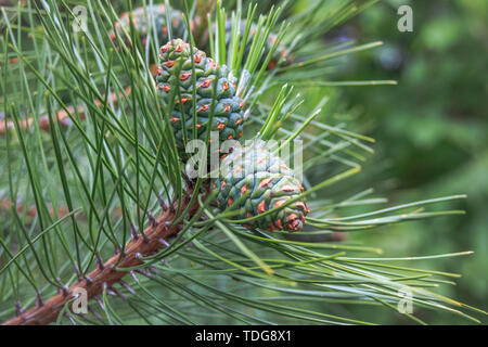 Young and green cones on pine branches. Stock Photo