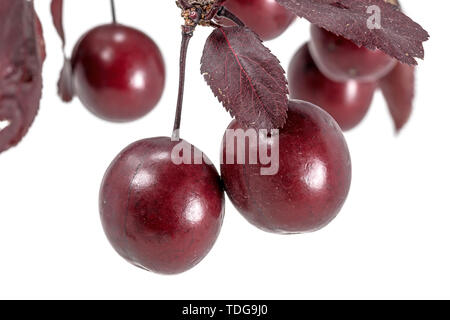 Red blood plums hang on a branch with leaves isolated on white Stock Photo