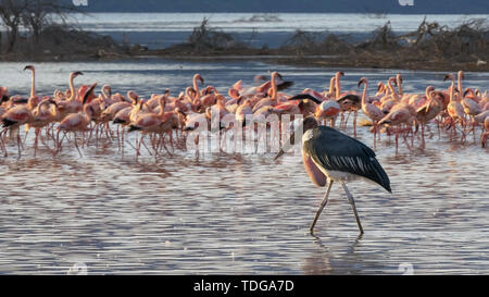 a marabou stork walking among lesser flamingos at lake bogoria in kenya Stock Photo