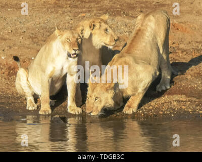 three young lions sit together at the edge of the mara river, as one drinks, in masai mara national park, kenya Stock Photo