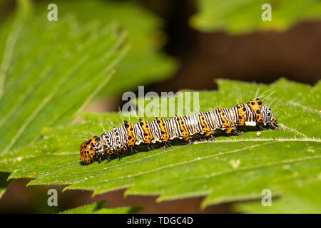 Eight-spotted forester caterpillar - Alypia octomaculata Stock Photo