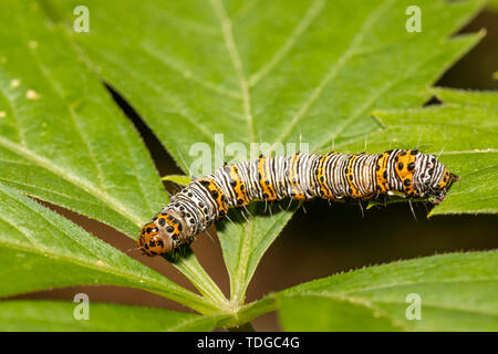 Eight-spotted forester caterpillar - Alypia octomaculata Stock Photo
