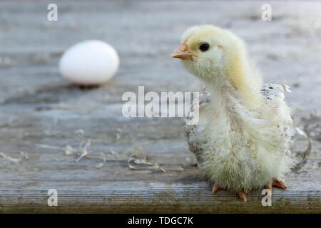 fluffy chicken on wooden table and egg on blurred wall background Stock Photo