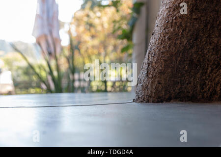 A close up view of a smooth concrete surface with a tree growing thorough the side Stock Photo